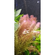 Rotala Wallichii