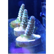 Orange passion SPS Frag