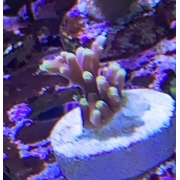 Little Red Ferari Frag