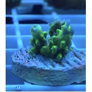 Dallas Acro Frag Tiny