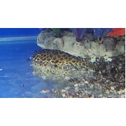 Pleco Sailfin