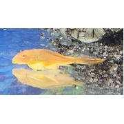 Pleco Albino Sailfin