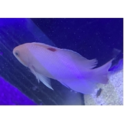 Stocky Anthia Male