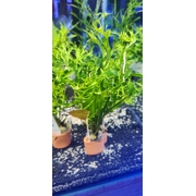 Crested Java Fern Pot