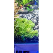 Limnophila Sessiliflora (Ambulia Short Bunches)