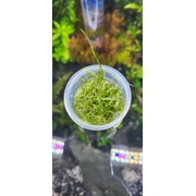 Christmas moss Tub