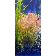 Ludwigia Inclinata