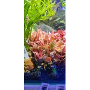 Ammania Gracillis