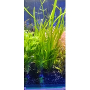 Dwarf Sagittaria