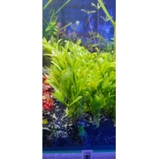 Hygrophila Balsamica