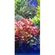 Ludwigia Sp Super Mini Red