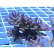 Birdsnest Purple Large Frag
