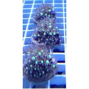 Purple Star Polyp Frags on Plugs