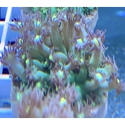 Goni Frag Purple