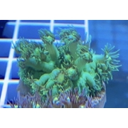 Goni Frag Green