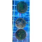 Lepestrea Frag