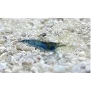 Cherry Shrimp Blue Dream (Freshwater)