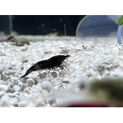 Cherry Shrimp Black (Freshwater)