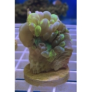 Bubble Coral Mottled Frags