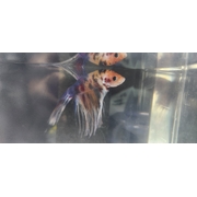 Crowntail Koi Betta