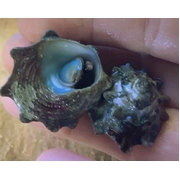 Astarea Snails