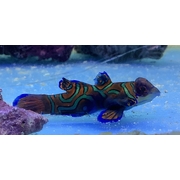 Female Splendid Dragonette