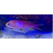 Male Square Block Anthia