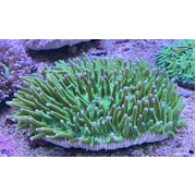 Heliofungia Toxic Green 