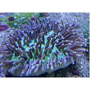 Heliofungia
