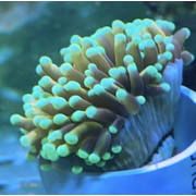 Mint Tip Torch Gold