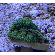 Green Ricordea with 2 pups