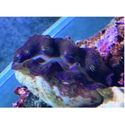 Crocea Clam