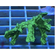 Hydrophora (Horn Coral) Frags Med