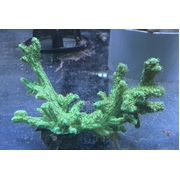 Hydrophora (Horn Coral) Frags Large