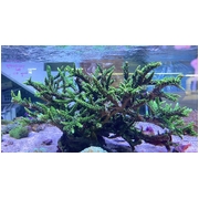 Dallas Acro Colony Large