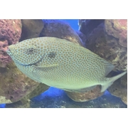 Gold Spot Rabbitfish L