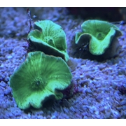 Green Morph