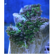 Frogspawn Rev Stem Frag