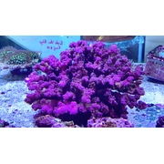 XXL Bright Pink Pocci