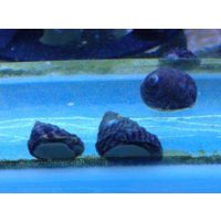 Turbo Snails Large