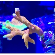 Montipora Digitata Bubblegum XL Frag