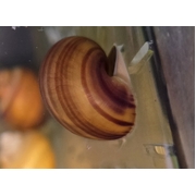 Mystery Snail Tort