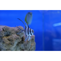 Bangaii Cardinals Female Imported