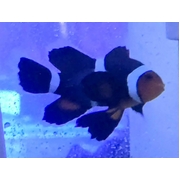 Black & white Longfin Darwin Ocellaris Clown Single