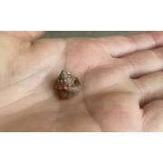 Trochus Snails Small Aquacultured