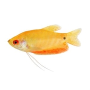 Gourami Golden