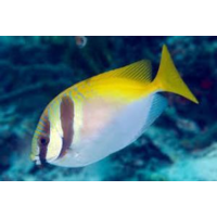 Two Bar Rabbitfish Large