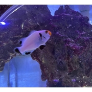 Wyoming White Clown Single