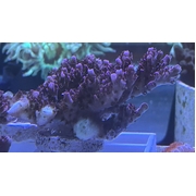 Fruity Pebbles Acro Large Frag