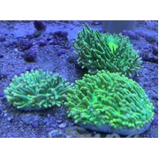 Heliofungia Sun God Med